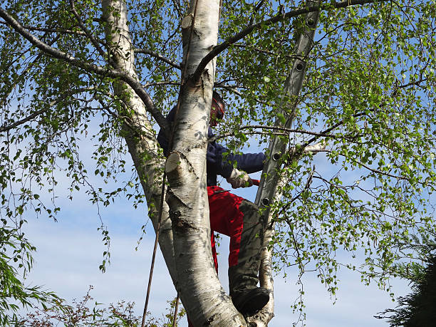 Seasonal Cleanup (Spring/Fall) in Van Vleck, TX